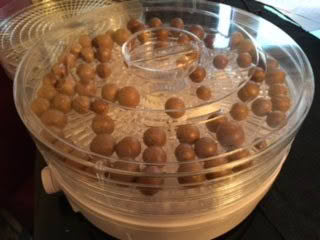 Macadamias drying.