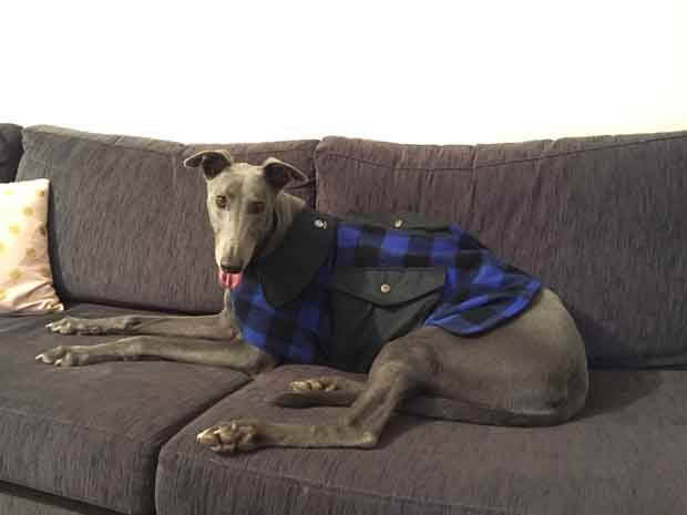 Smokey the greyhound modelling his new Swandri