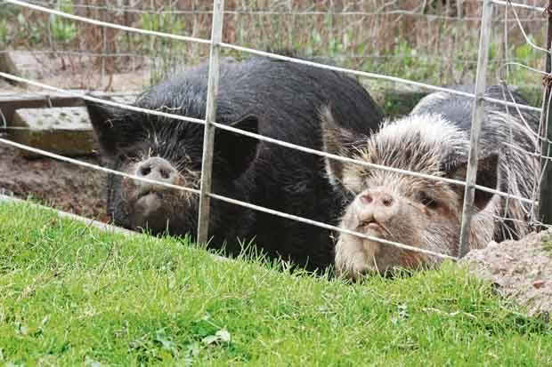 Daughter Porky (left) and her mum, Simmy