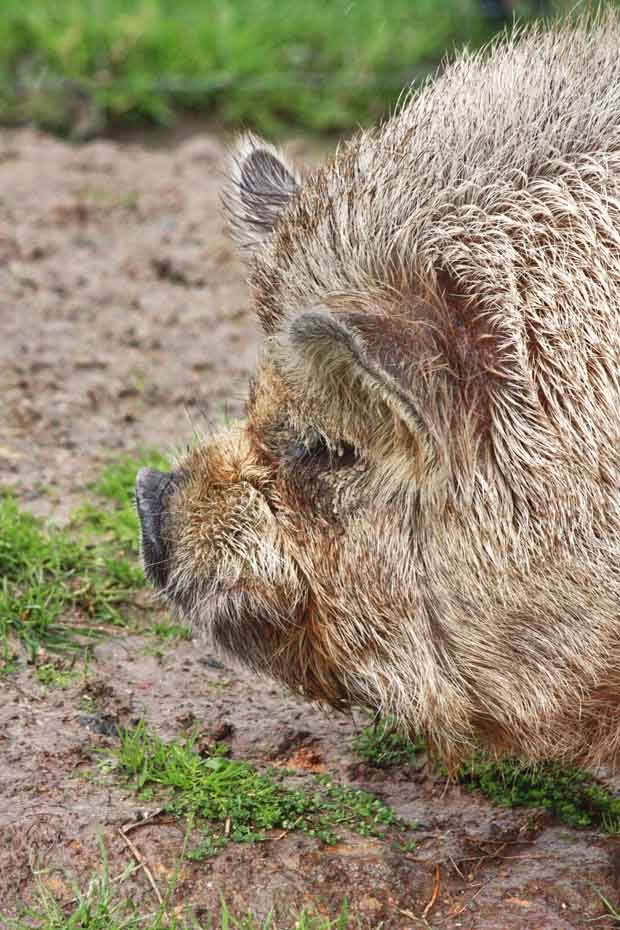 Nougie has just passed inspection by the NZ Kunekune Association.