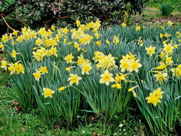 Daffodills growing in Jane's garden.