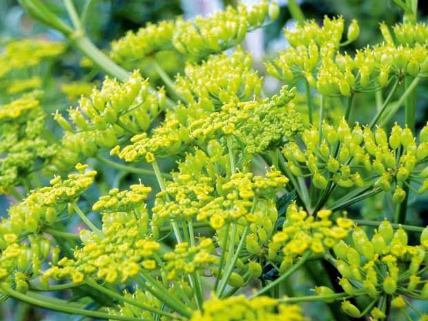 Jane's Parsnip flowers