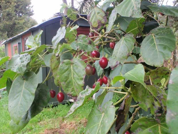 Tamarillos only fruit after they have grown 21 branches.