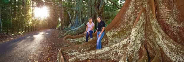 Magnificent Moreton Bay gig trees line the road leading to the Norfolk Blue Restaurant. 