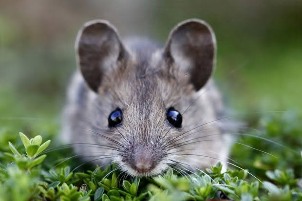 House mouse