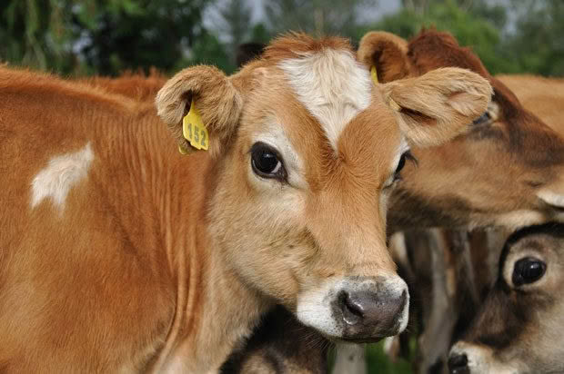 jersey calf