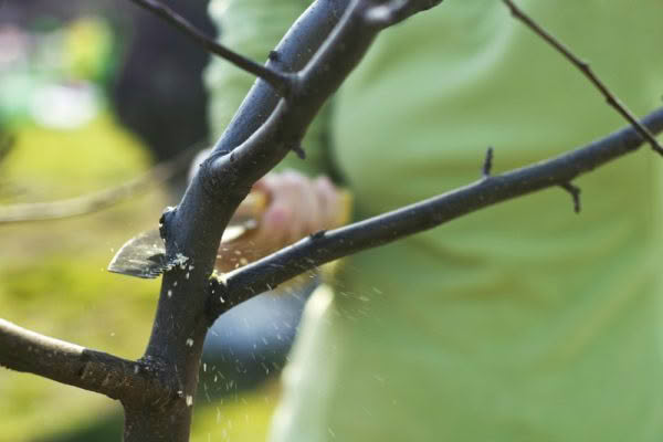 cutting tree