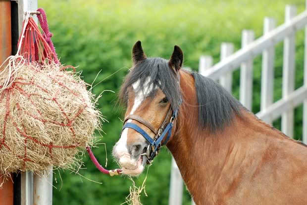 Horse hay feeder