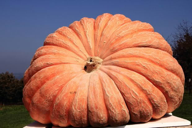 giant pumpkin