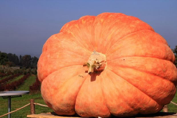 giant pumpkin