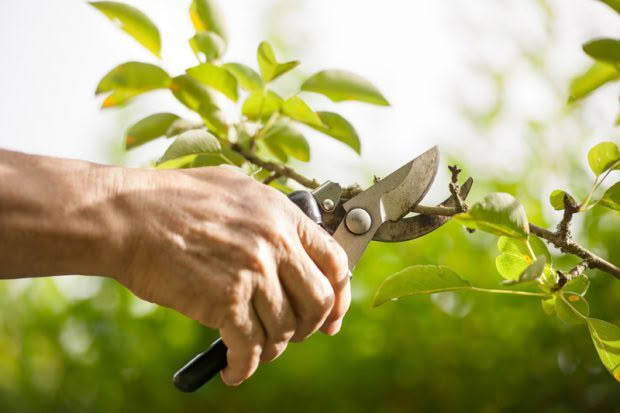 pruning tree