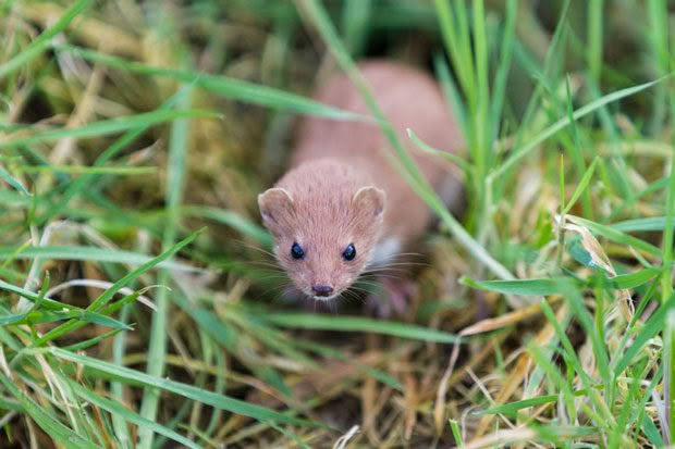 Stoat