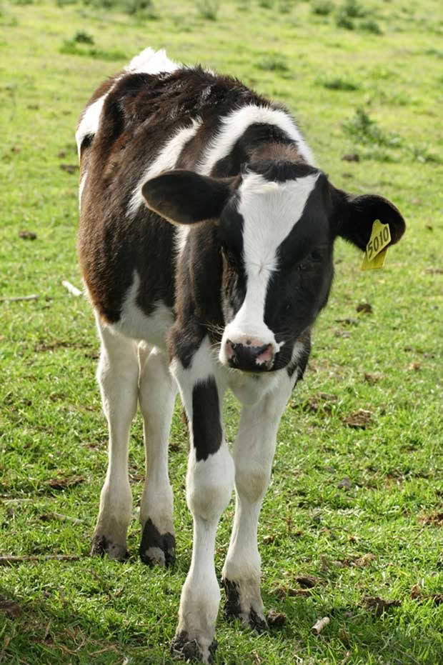 calf