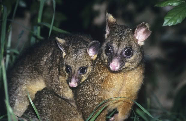 Possums