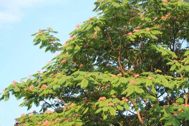 A red silk Albizia tree