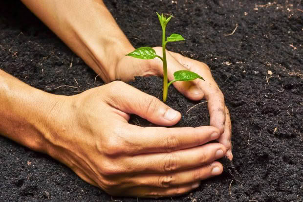 planting a tree