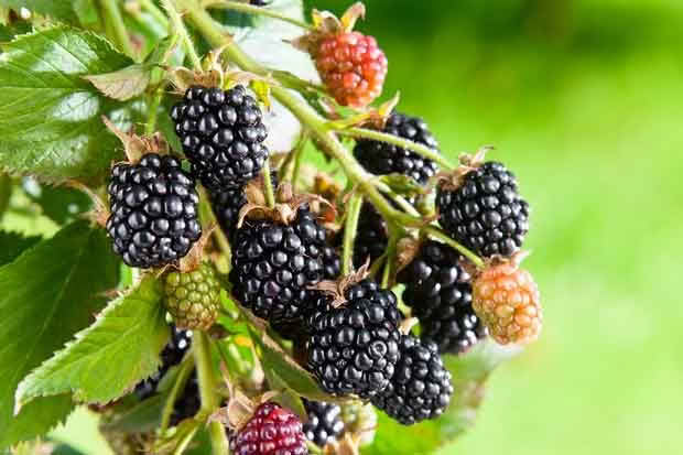 Prune back blackberry and boysenberry bushes now and reap the rewards in summer.