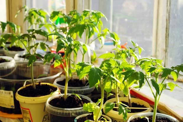 Start growing tomato seedlings on window sills in preparation for spring.