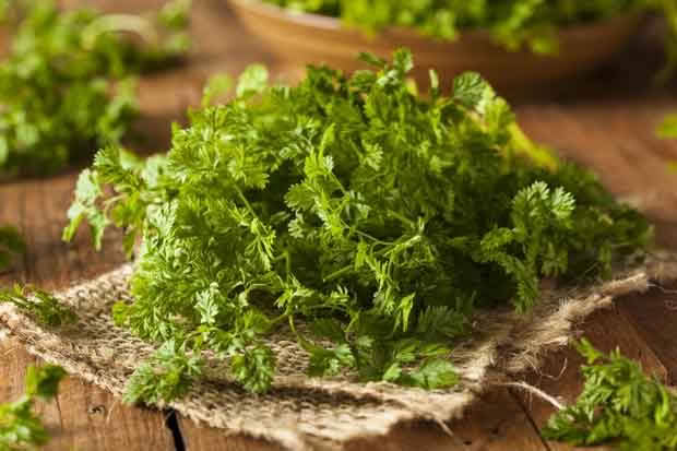 Harvest chervil in winter.