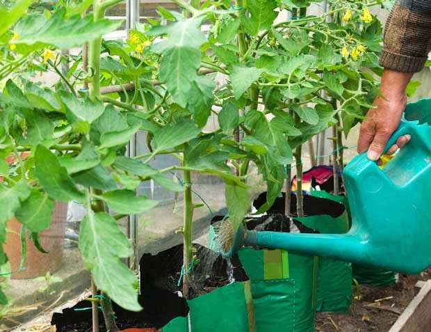 Short of space, consider growing tomato plants in the Florida Weave formation.