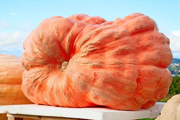 giant pumpkin