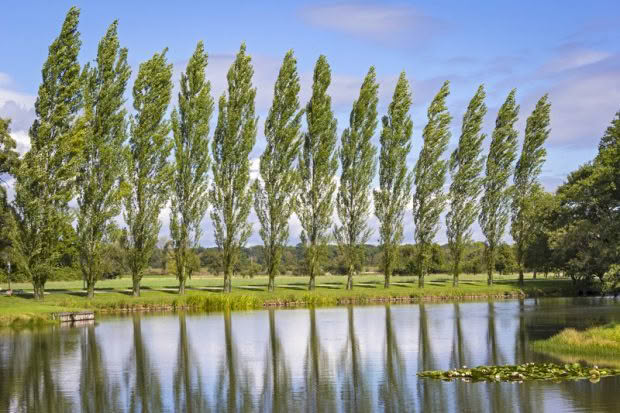 row of poplars