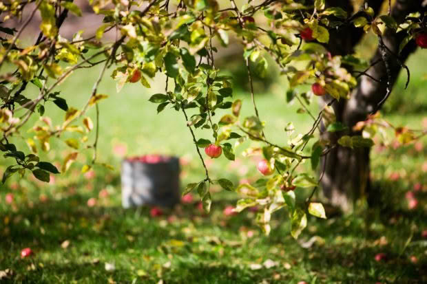 apple orchard