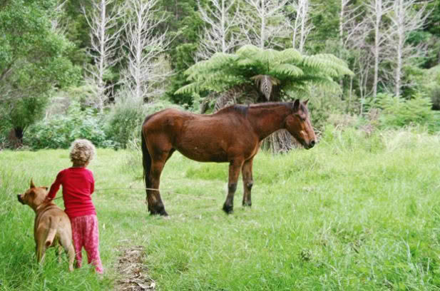 local horse