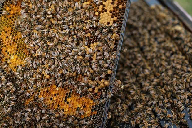 08102015 Feature: Chris Skelton / Fairfax Media Organic Bee keepers, Terry Shaw-Toomey and Karlene from honey company Earthbound Honey Ltd. For NZ Life and Leisure feature.