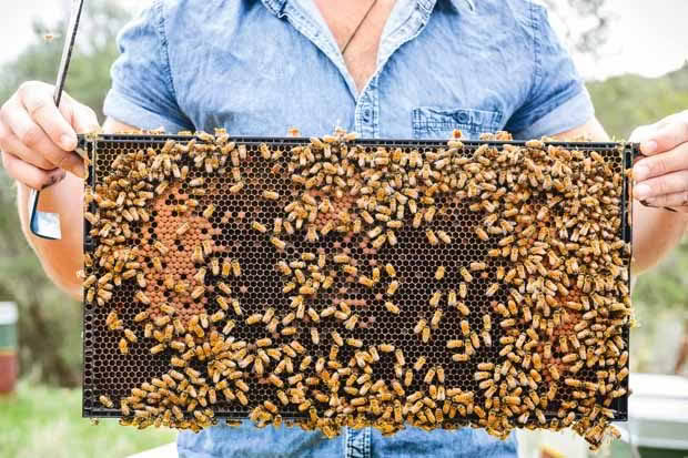 Beekeeping operation on Rangitatau West Rd near Whanganui. Photo by Mark Coote for Te Tumu Paeroa.