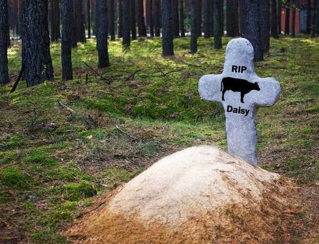 Animal grave