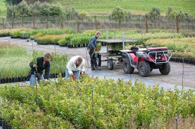 Treeline Native Nursery