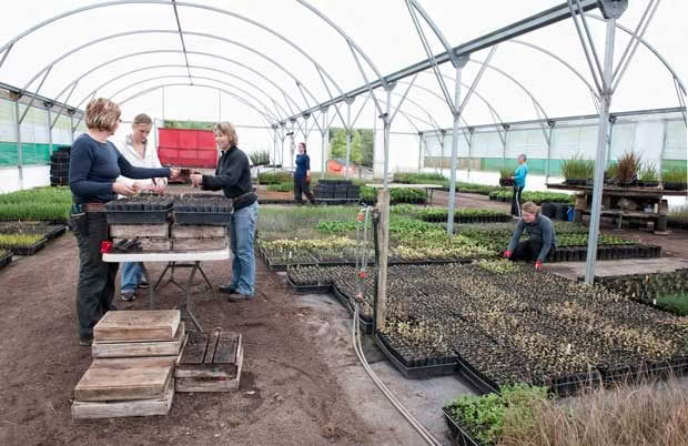 Treeline Native Nursery