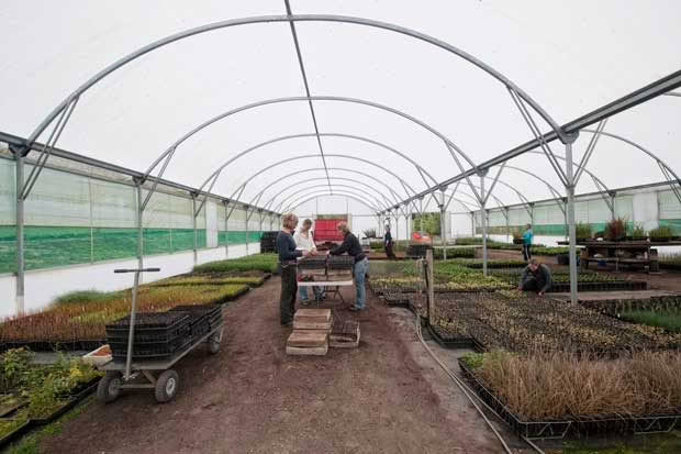 Treeline Native Nursery