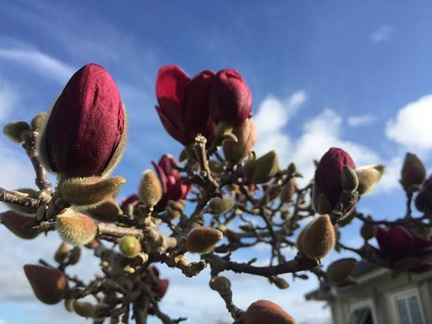 Nadene's magnolia 'Genie'