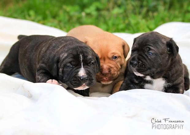 Mastiff Puppies (1)