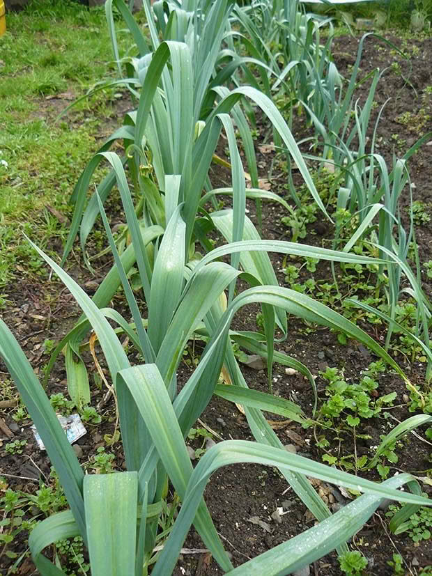 Mum's leeks