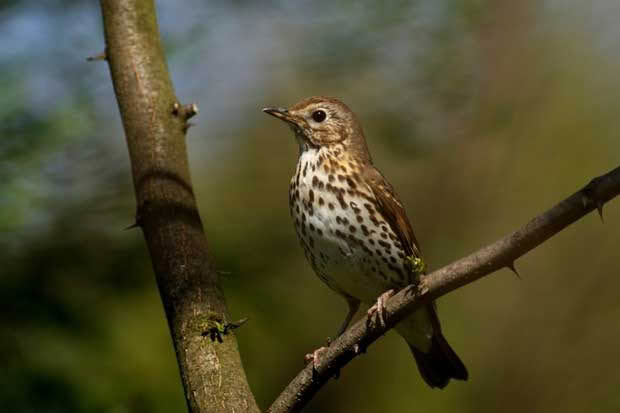 A thrush sitting in a tree. 