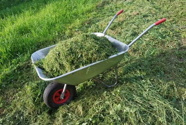 lawn clippings