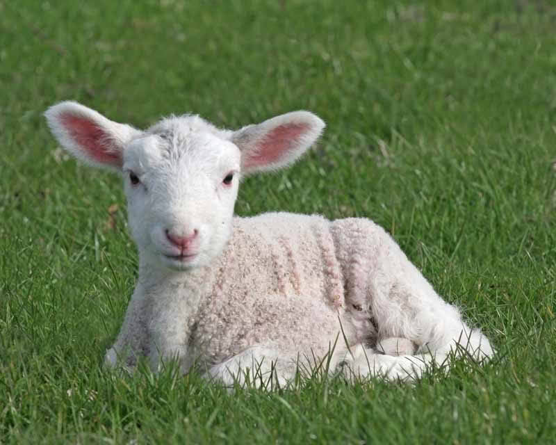 lamb