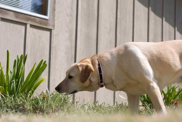 Dog sniffing plant