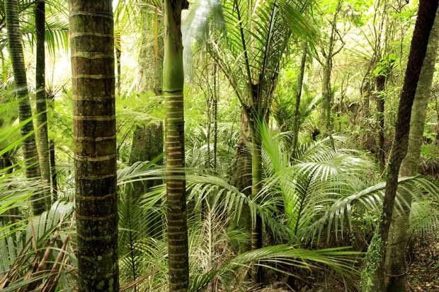 Native forest with nikau.