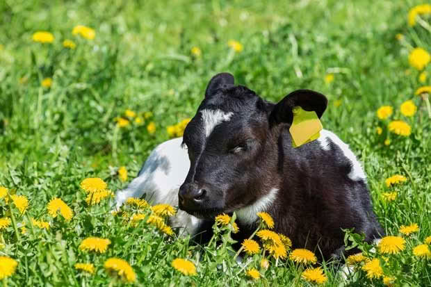 calf and dandelion