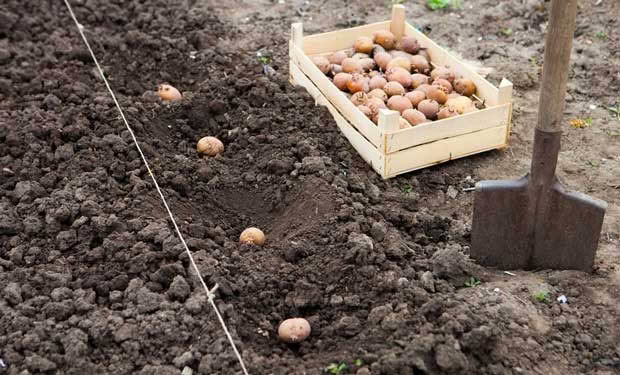 Planting seed potatoes.