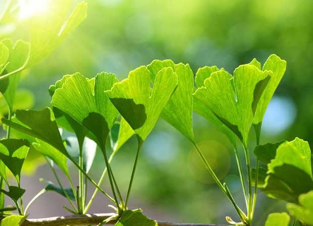 Gingko leaves