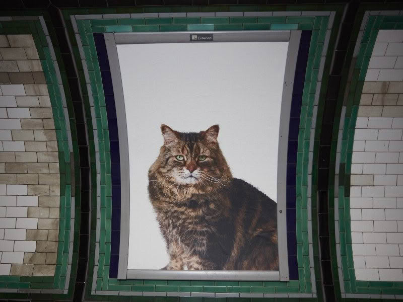 Cat poster at Clapham Station 