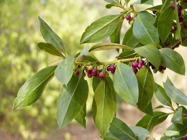 1024px-Myoporum_laetum-(1)