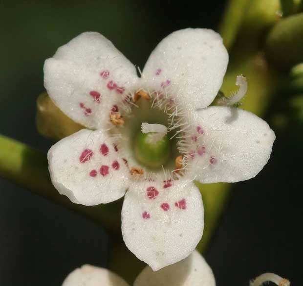 Ngaio flowe. Photo: Wikicommons/Avenue