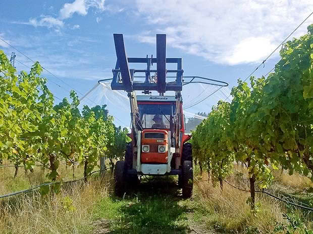 Organic Vineyard Bellbird Spring.