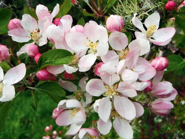 Apple Blossoms, a delicate haze in spring.